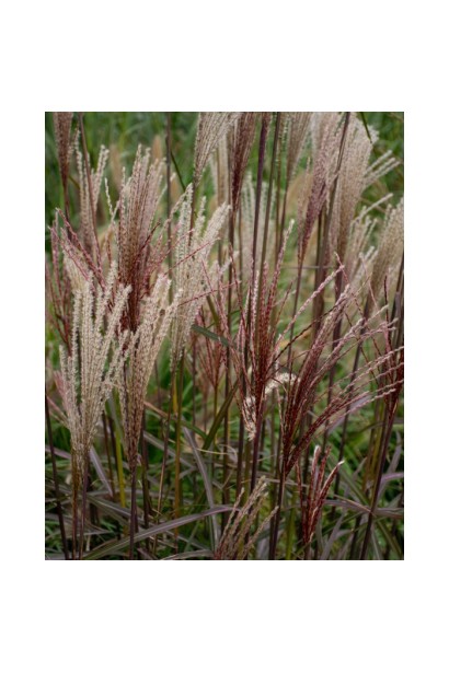 Волотисті сріблясто-рожеві квіти міскантуса ‘Dronning Ingrid’